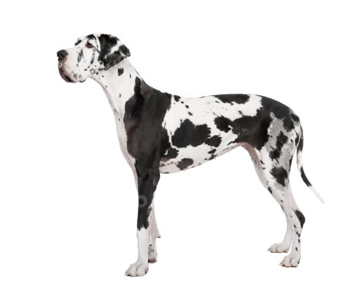 Preview: harlequin Great Dane (4 years)