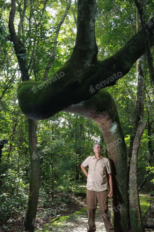 Preview: Senior male biologist inspecting the crooked tree trunk of the Anigic Tree