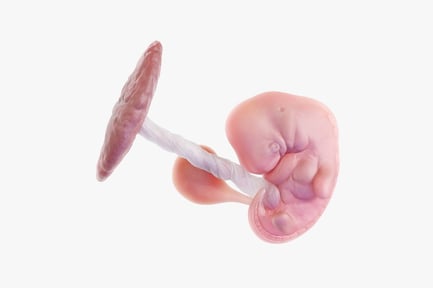Week 6 Human Fetus with Placenta & Umbilical Cord