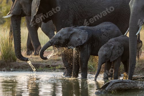 Preview: Elephant calf splashing water, Loxodonta africana.