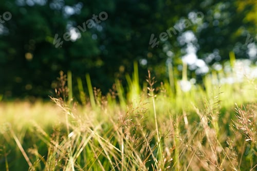 Preview: Nature background,leaf grass and green trees background