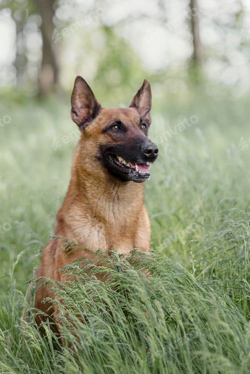 Preview: Belgian Shepherd Malinois running on the grass. Summertime. Happy dog on the walk