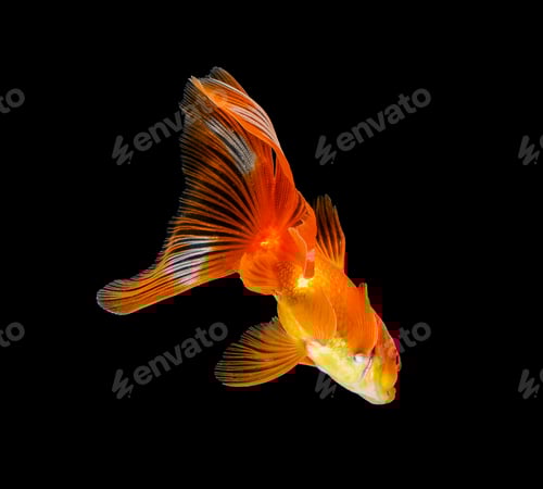 goldfish isolated on a dark black background