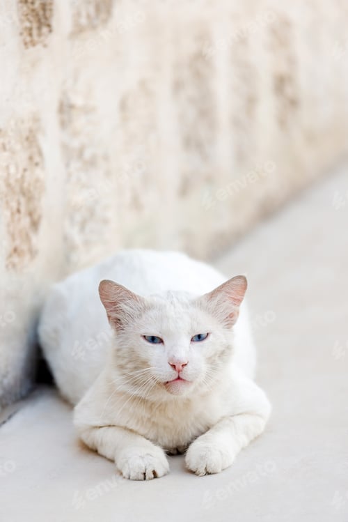 Preview: Cute white stray cat in the street neutral palette
neutral