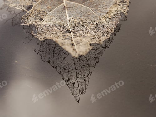 Preview: Dried leaf. with water reflection