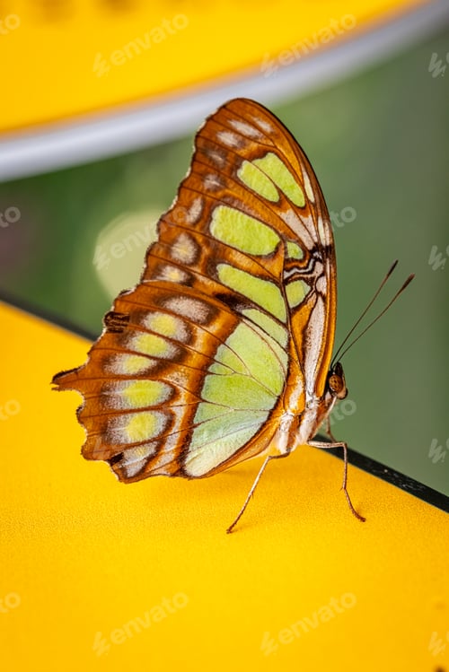 Preview: Wonderful butterfly Siproeta stelenes in tropical forest on leaf.