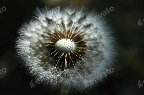 Preview: Plants close-up. Dandelion detail macro bloom.