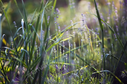 Preview: Provence - lavender field