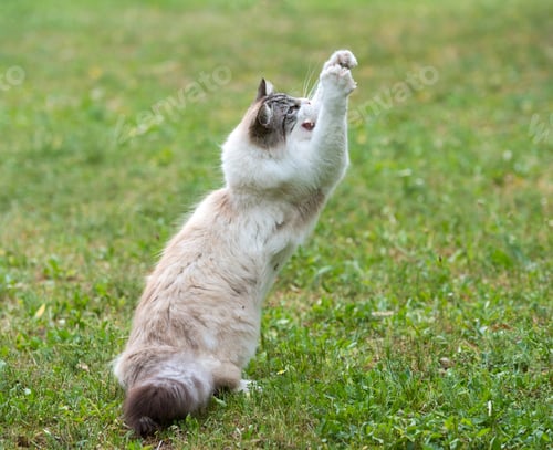 Preview: ragdoll cat in garden