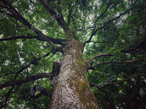 Preview: Looking up at the tree