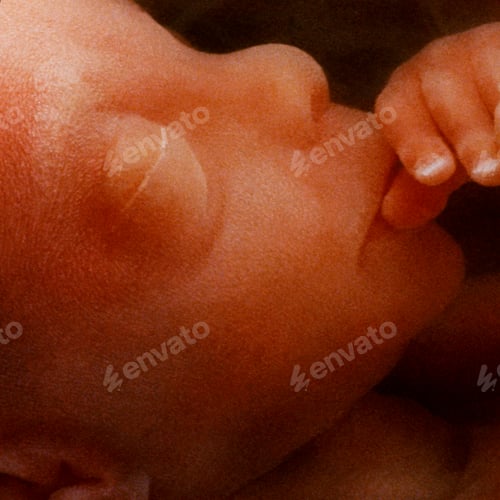 Preview: In vitro image of a human fetus in the womb