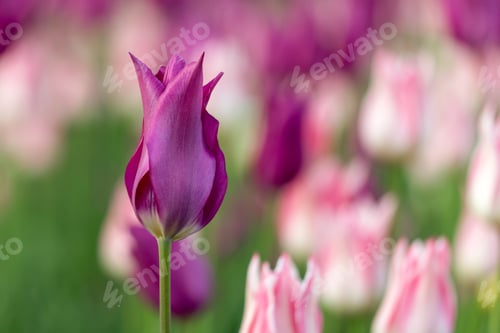 Preview: Tulips on sunny spring day. Beautiful pink flowers background
