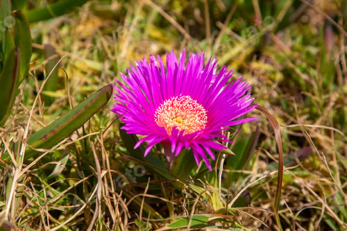 Preview: Carpobrotus edulis is a creeping plant with succulent leaves in the genus Carpobrotus