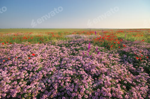 Preview: Spring flowers in meadow.