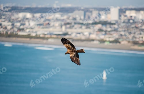 Preview: Enoshima Seahawk Above Enoshima
