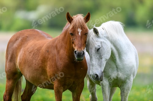 Preview: White and brown love horse on field