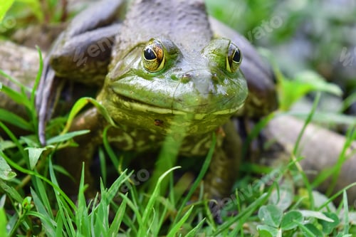 Preview: American Bullfrog closeup, camouflaged in green vegetation
