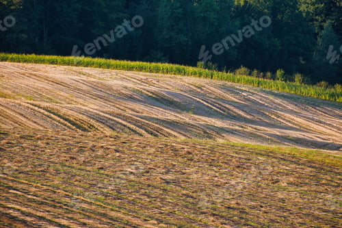 Preview: Sunlit harvested field with crops and forest background