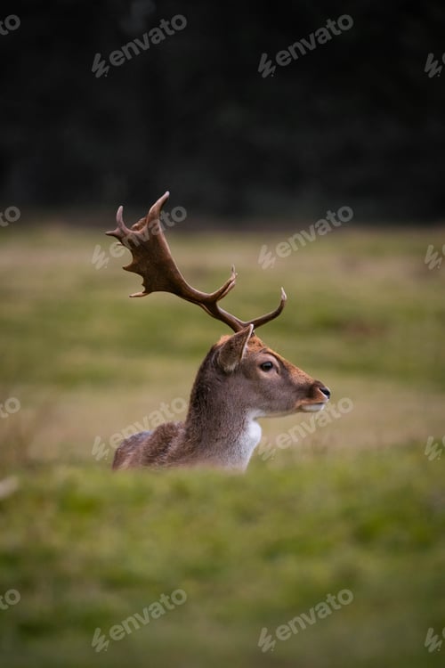 Preview: Majestic Deer in Meadow on Overcast Day