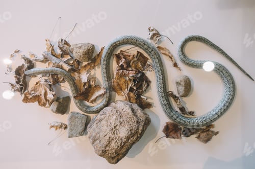 Preview: Stuffed snake