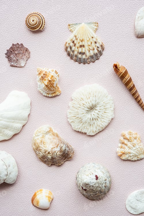 Preview: Seashells and corals set. Marine pattern.