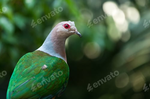 Preview: Pink neck green pigeon