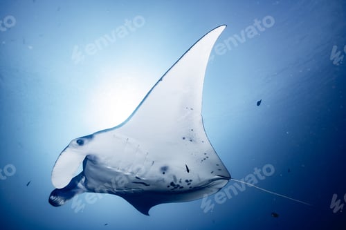 Preview: Beautiful shot of a Reef manta ray swimming in the shiny blue water
