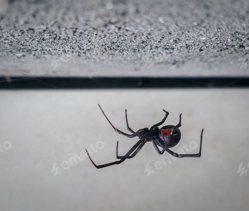 Preview: Closeup shot of a black widow spider sewing a cobweb