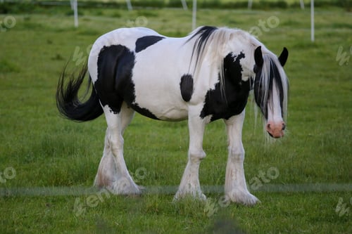 Preview: Black and white Clydesdale horse standing in greenery field