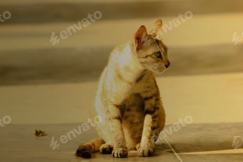 Preview: Little brown cat sitting on the floor.
