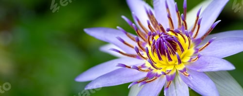 Preview: Beautiful Water lily flower close up wide macro photograph.