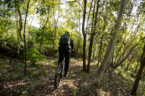 Preview: Mountain biking on spring forest trail