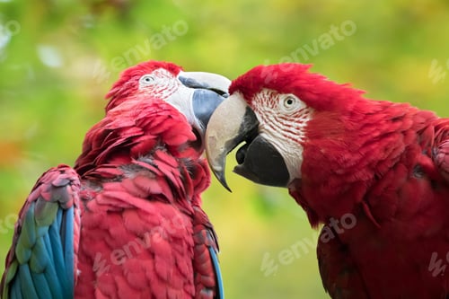 Preview: bird, parrot, Scarlet, Macaw