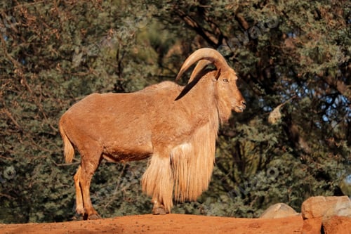 Preview: Barbary sheep - Northern Africa