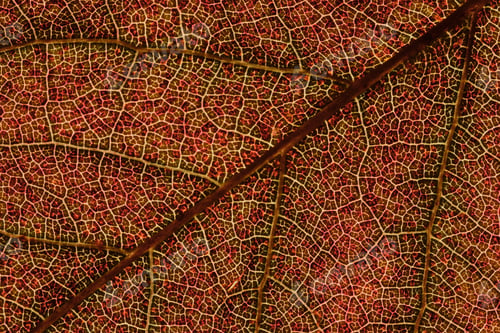 Preview: super macro of a reddish leaf with detail of the nerves diagonally