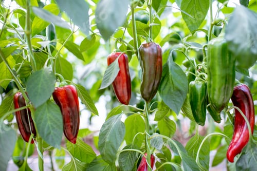 Preview: Plantation with sweet peppers