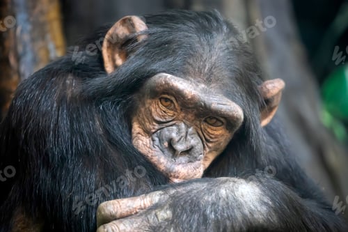 Preview: Chimpanzee (Pan troglodytes) close up view