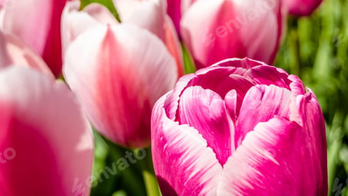 Preview: Tulips, petal, lovely, wallpaper, background