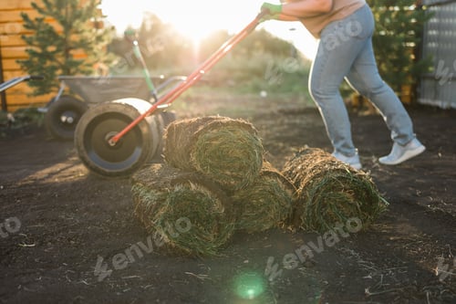 Preview: Close up woman laying sod for new garden lawn - turf laying concept