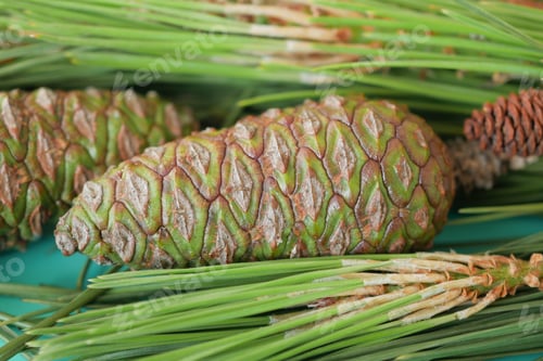Preview: Green Pine Cones Nestled Beautifully Amongst the Lush Pine Needles That Surround Them