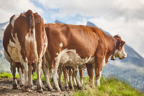 Preview: Cows grazing in pasture. Farming. Tirol region. Austria.
