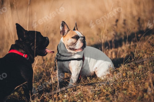 Preview: Two dogs sitting in a grassy field