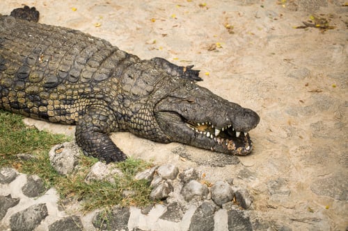 Preview: Crocodile on the sand in the zoo