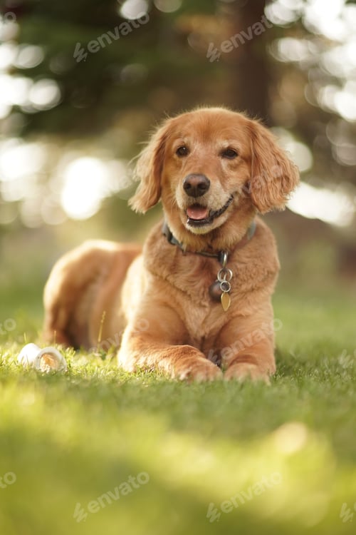 Preview: Closeup of a cute Golden retrieve laying down on the grassy field with blurred natural background