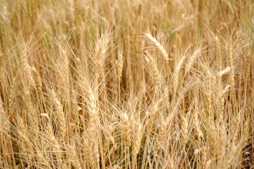 Preview: Wheat field. Ears of golden wheat close up.