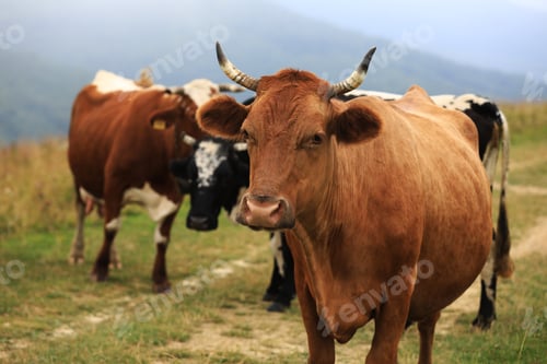 Preview: Cattle grazing in the field. red cow is looking in camera.