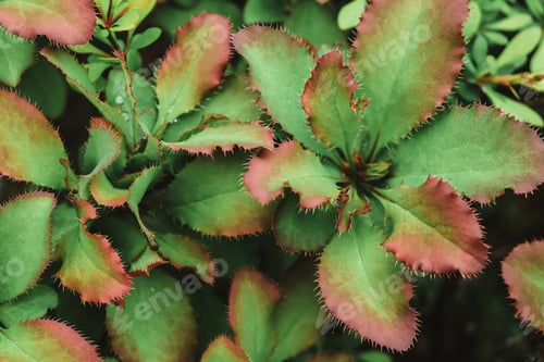Preview: Natural green abstract background of thorny bush leaves with burgundy edging