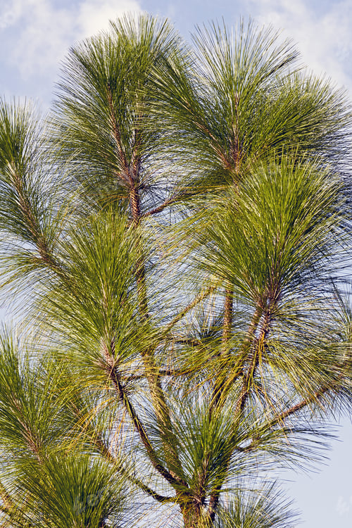 Preview: Longleaf Pine (Pinus Palustris). Called Southern Yellow Pine Also