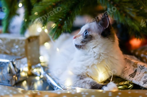 Preview: Ragdoll kitty laying under the Christmas tree