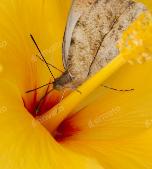 Preview: Tropical butterfly sucking nectar and fruit juices
